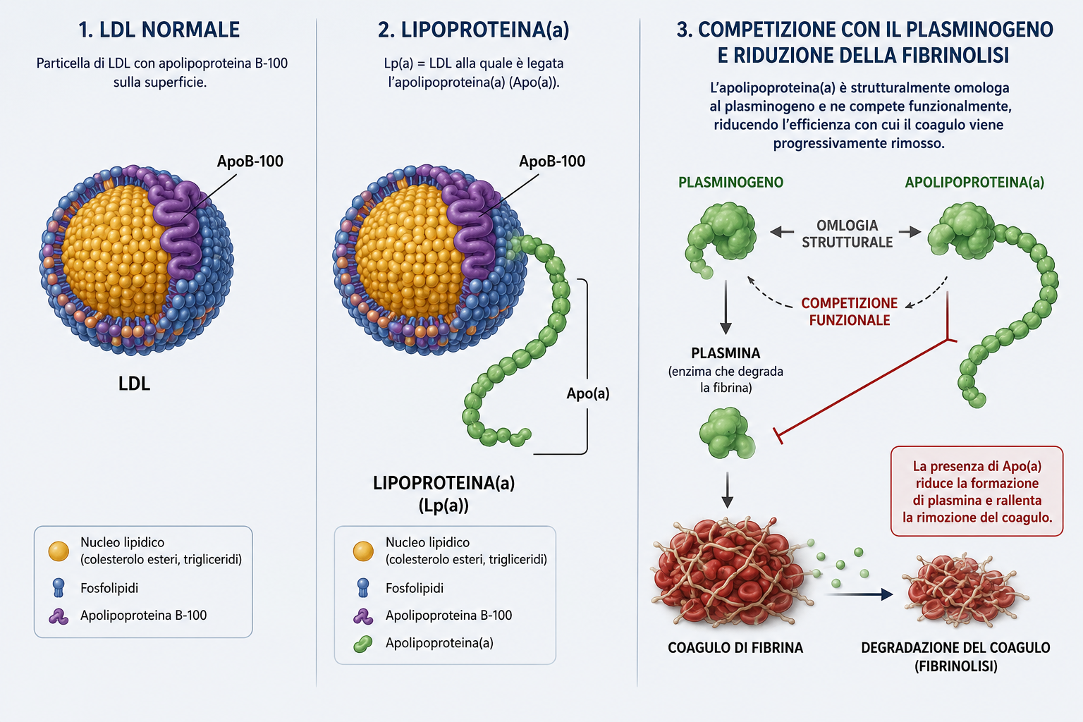 Lipoproteina(a) e rischio trombotico